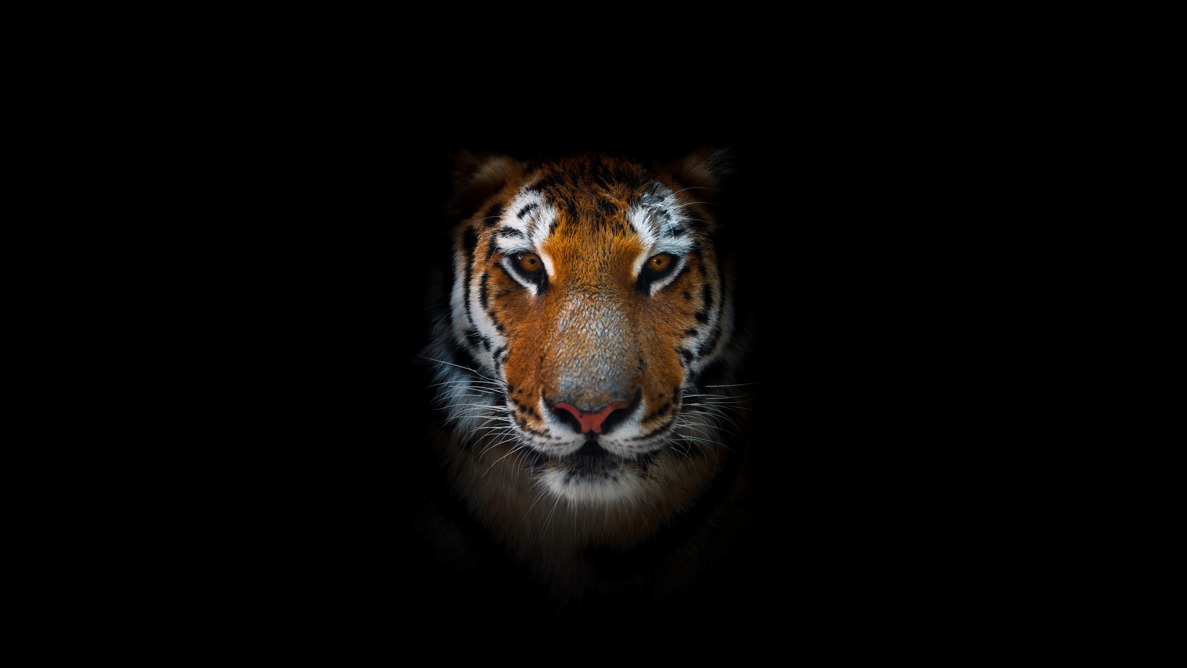 A dramatic close-up portrait of a tiger with intense eyes against a solid black background.
