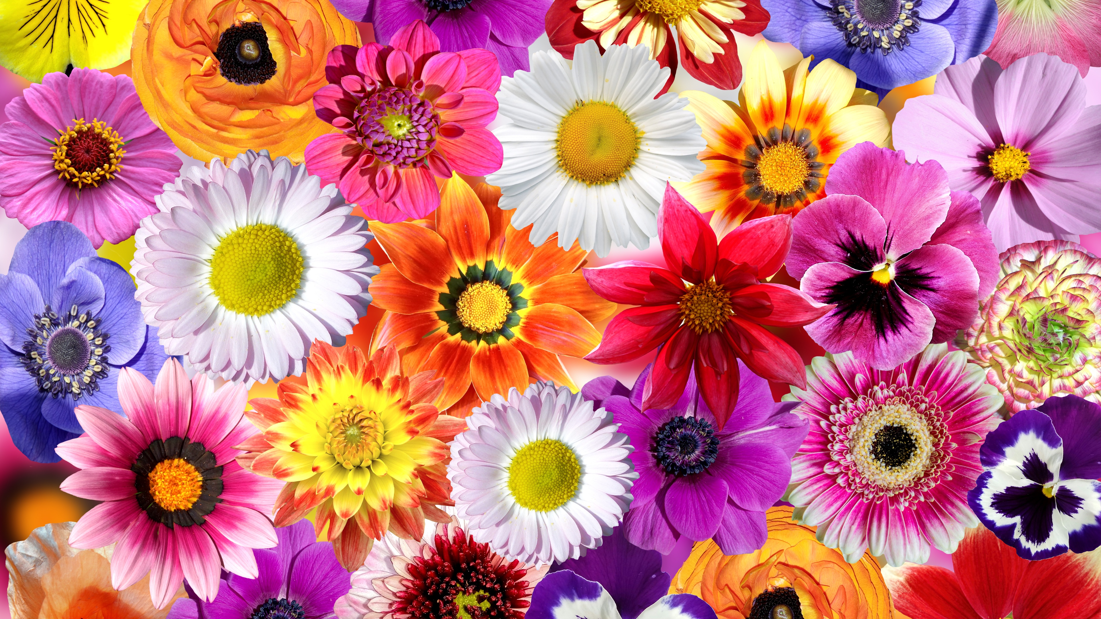 A vibrant field of white and yellow daisy flowers surrounded by a colorful variety of spring blossoms and floral greenery.