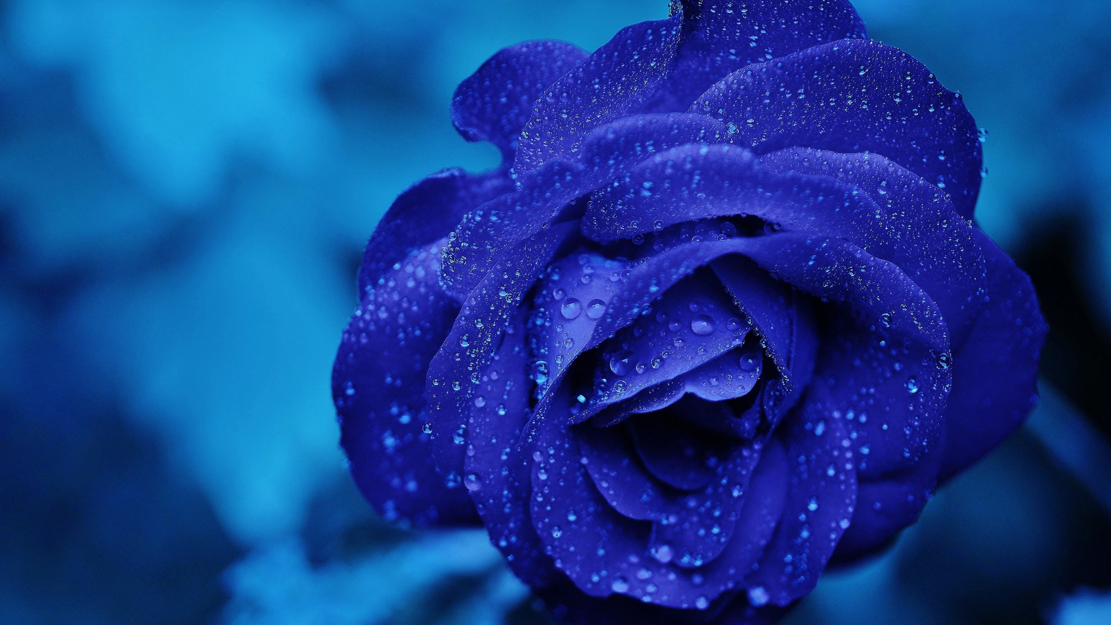 A close-up shot of a single blue rose covered in clear water droplets, featuring a monochromatic blue aesthetic.