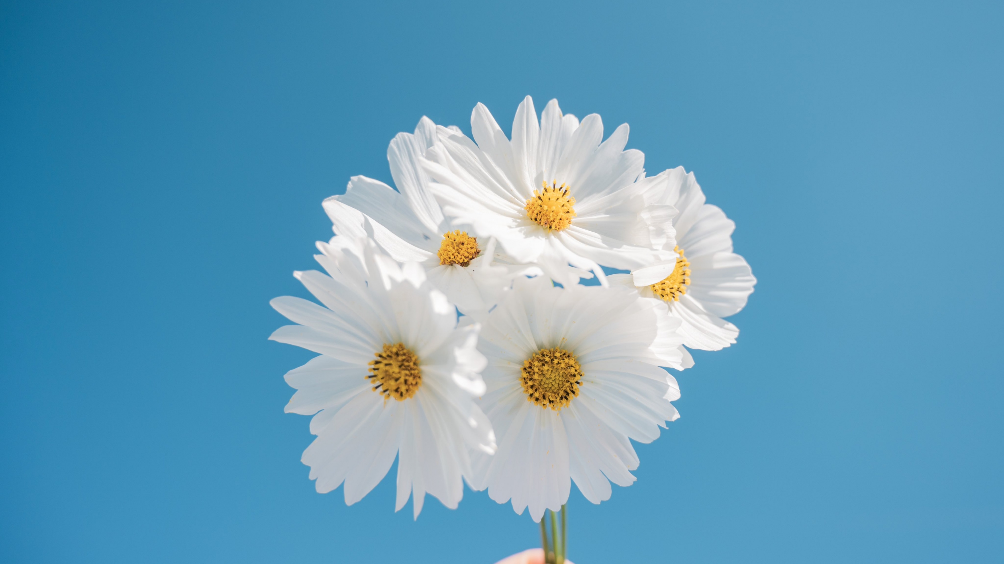 A close-up view of fresh white daisy flowers with bright yellow centers.