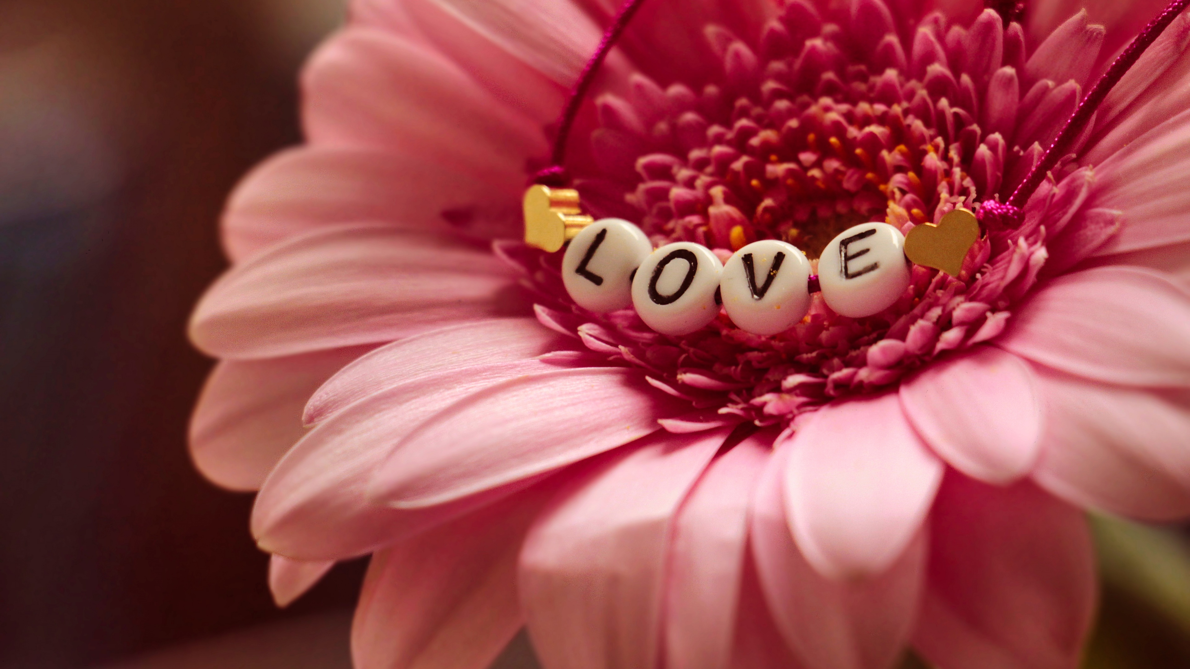 The word 'Love' written in elegant typography surrounded by bright, colorful Gerbera flowers.