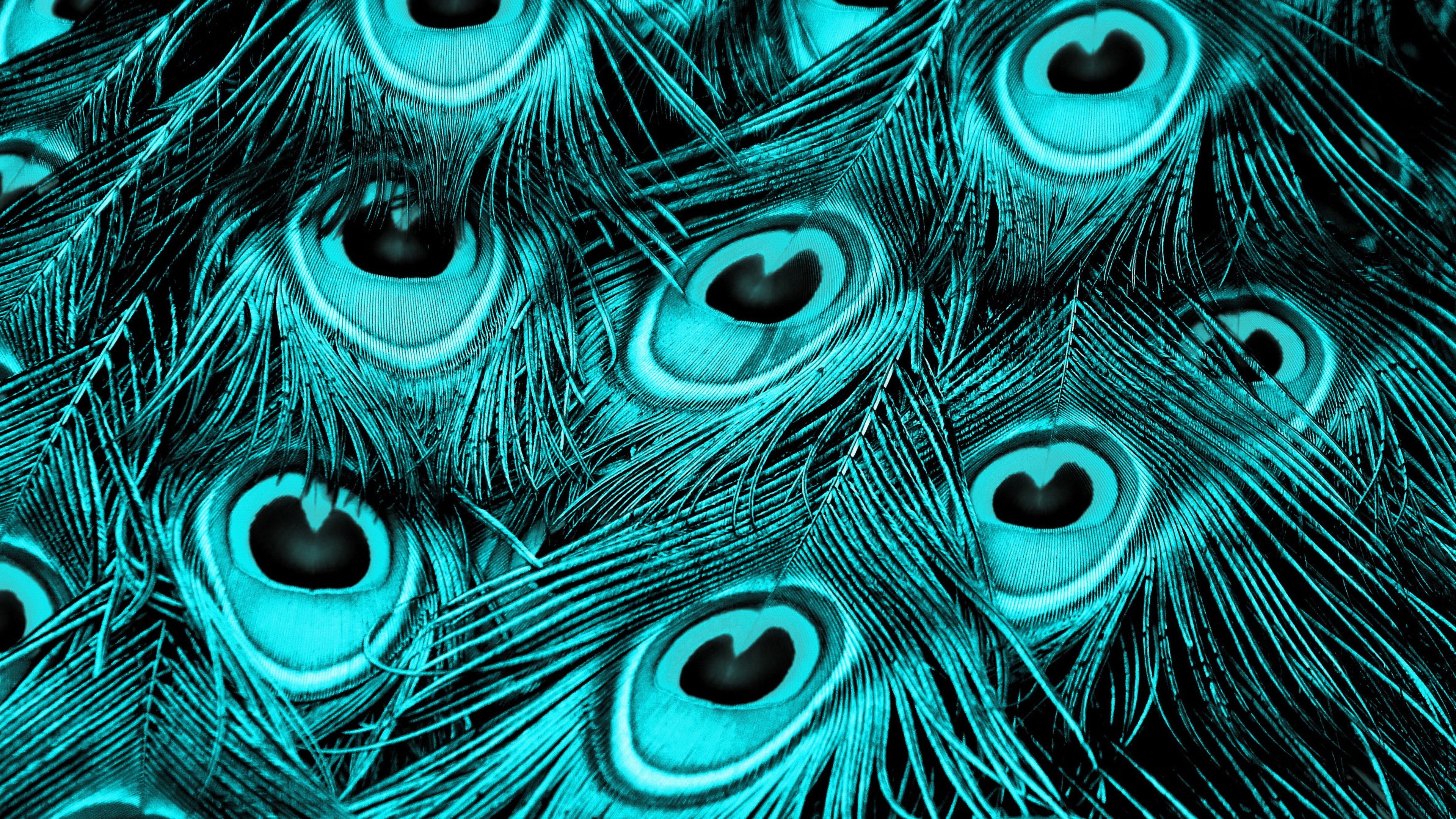 Detailed peacock feathers with iridescent patterns against a turquoise background.