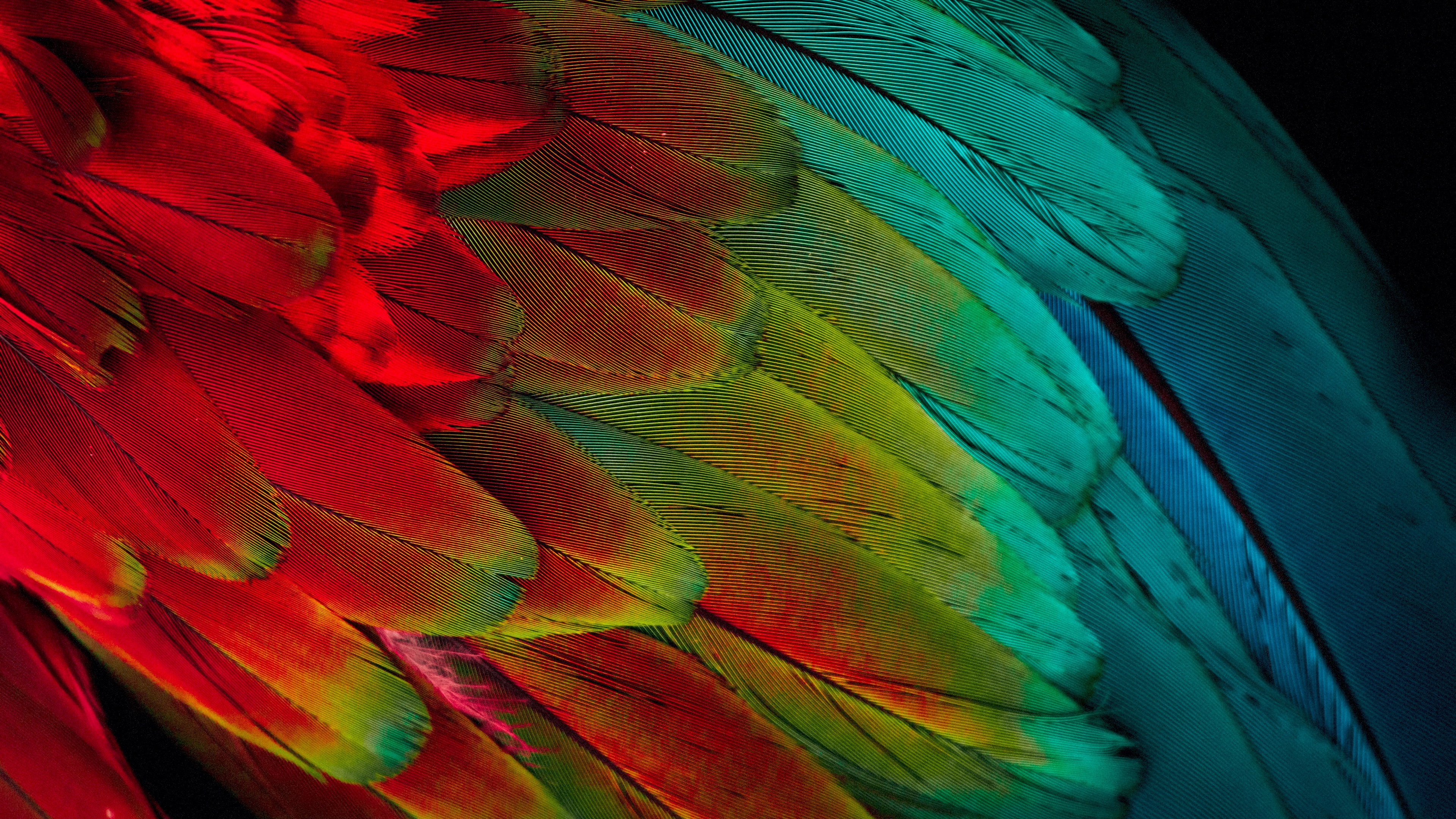 A close-up macro shot of colorful and patterned parrot feathers in bright tropical hues.